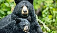Team uncovers environmental cues behind bear hibernation