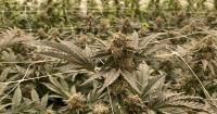 As first marijuana cultivator opens in Fayette County, Beshear says medical marijuana program is working