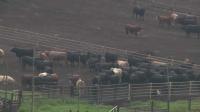 Nebraska beef producers raise concerns over Trump's import announcement