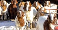 Education tops agenda for sheep, goat camp