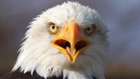Texas Bald Eagle Killer Santos Guerrero Gets Just 14 Days In Prison