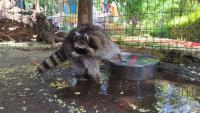 Anea the raccoon’s favourite activity at Tbilisi Zoo – video