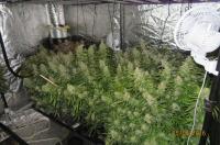 15 to face trial for producing, selling cannabis in Helsinki