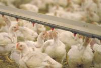 More than 46,000 German broilers lost to Newcastle disease