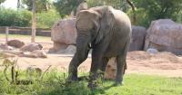 Got yard trimmings? Tucson's Reid Park Zoo says they could help feed its animals