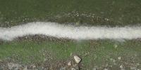 Why South Dakota lakes often face recurring summer algae