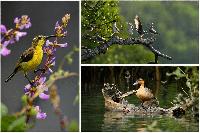 Philippine duck, golden-crowned flying fox spotted in Masbate