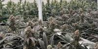 Cannabis now growing in Lexington facility for medical purposes