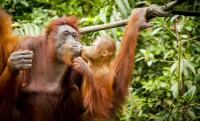 Rescued orangutans are having babies, creating a new wild population in Indonesia
