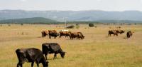 Wyoming stockgrowers have cows staged ‘in limbo’ as federal judge mulls Upper Green grazing dispute