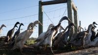 Ducks in a row - S African vineyard's novel pest control