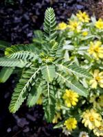 Darrell Blackwelder: chamberbitter is a difficult  weed to control