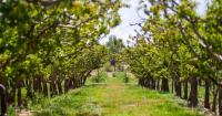 CSU expert urging peach growers to test for resurgent X-disease