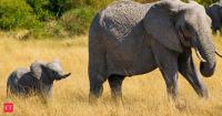 In 2024, African elephants in Kenya were found using name-like calls for one another; a model identified the intended recipient 27.5% of the time at Samburu and Amboseli