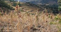 El Niño Forecast to Wreak Havoc on Ethiopian Agriculture in Coming Months