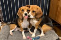 Scientists Gene-Edited a Dog. It Likely Won’t Stop There