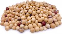 Bambara Groundnut: Africa’s Wonder Crop