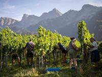 Swiss grape harvest begins earlier than usual