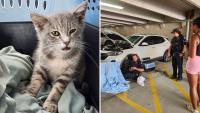 New Jersey kitten survives 800-mile ride beneath car to Georgia, and now needs a home