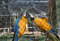 Inside Asunción Zoo’s Efforts To Improve Macaw Conservation