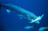 Bermuda Junior Tournament brings wide selection of catches