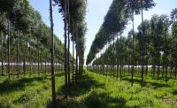 Paraguay’s 2026 Forest Product Exports Exceed US$60 In Seven Months