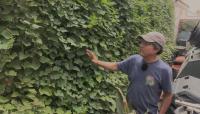 Gardeners share which leafy greens thrive in desert heat when lettuce and spinach fail