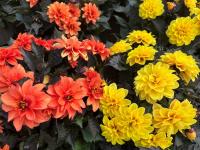 Gardening tips for lasting colour in August