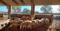 The CITA exceeds 25,000 genetic analyses to enhance the Aragonese sheep breeds.