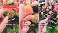 Illinois man stops by Walmart’s garden section. He claims the plants may not be what they seem: ‘intentionally made it so they will die’