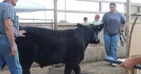 Fair is Here: 4-H Livestock weigh-ins start week of activities as Eastern Montana Fair arrives