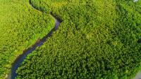 Aber scientists encouraged by mangrove study