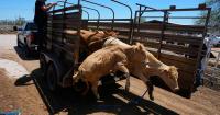 Mexico resumes livestock sales to U.S. under tight controls over screwworm risk
