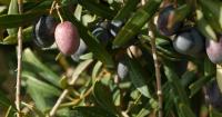 Spain imports 84% more olive oil: from which countries it arrives and how it affects the price