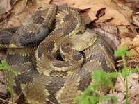 It’s In Your Nature: There are 3 pit vipers in Pennsylvania