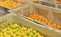 South African citrus gains better access to India