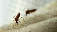 Insecticide resistance, climate change worsening malaria fight, says expert