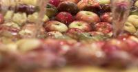 The realities of consolidation in Yakima's fruit industry