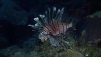 Local divers hunt for lionfish in Deerfield Beach to help South Florida reefs