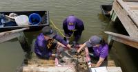ECU Notes: Ecologists collaborate on reef, habitat restoration projects