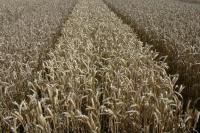 UK harvest yields continue to disappoint