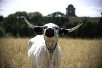 Castle Howard nature restoration project brings in rare White Park cattle