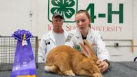 Just how big is the largest rabbit at the Iowa State Fair? 