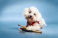 Author releases fetching new book about four-legged friends