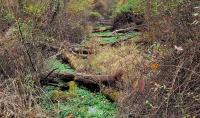 Pennsylvania’s Eastern Mississauga is the rattlesnake no one talks about