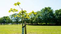 Gardeners' World expert shares truth about tree myth - and it's bad news for UK gardeners