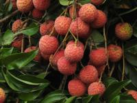 Doctors warn of serious lychee risk for children after deaths