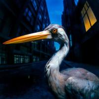 Antony Szmierek: Decoding Birdsong: Album Review