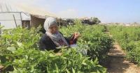 Displaced farmers arrive back in Gaza amid challenges