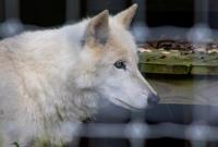 The Last Wolves of Pennsylvania